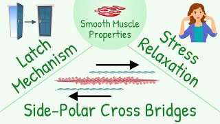 The Mechanism of Muscle Contraction Sarcomeres Action Potential and the Neuromuscular Junction [upl. by Gutow]