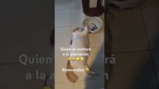 Desganados anónimos humor gatosgracioso gatos [upl. by Grantham267]