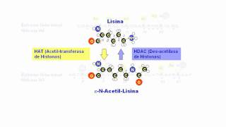 La acetilación de histonas [upl. by Tirrag]