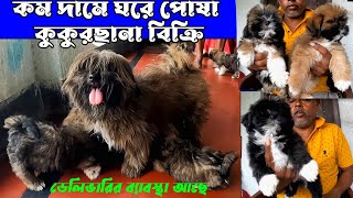 Lhasa Apso। Show Quality Lhasa Apso Puppy Sell। Low Price Puppy Sell in Sodepur। [upl. by Zoe850]