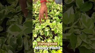 सालोंसाल हरा भरा रखेगा मनी प्लांट की यह वैरायटी  Golden and Variegated Money plant [upl. by Jordison]