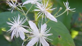 Virgins Bower and Tall Meadow Rue [upl. by Engelhart]