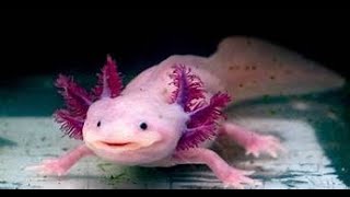 THE AXOLOTL [upl. by Lamonica]