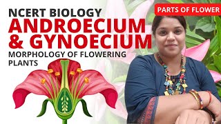 Androecium and Gynoecium  Class 11  NCERT Biology [upl. by Eiderf]