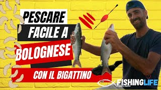 Come Pescare Facile Con la Bolognese e il Bigattino cefali in canna [upl. by Tiffi]