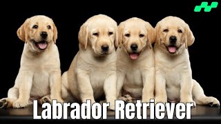 The Adorable Labrador Retriever Dog Breed secretanimals secretanimals [upl. by Laurice98]