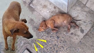 Anguished Mother Dog Wails Desperately to Strangers to Save Her Moribund Baby [upl. by Godard]