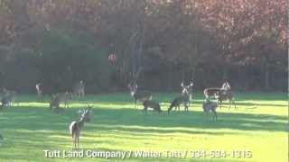 Beaver Creek Ranch Deer Footage [upl. by Alburg]