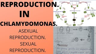 REPRODUCTION IN CHLAMYDOMONASSexual and Asexualwith notes and diagramsbotany bsc [upl. by Slaby]