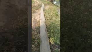 HOW IRRIGATION SYSTEM WORKS 🌊 kheti khetibadi irrigation irrigationsystem nature shorts [upl. by Paviour363]