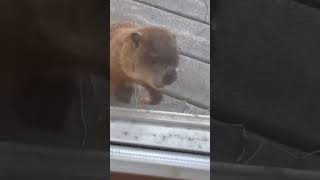 Woodchucks on my Porch [upl. by Ariella]