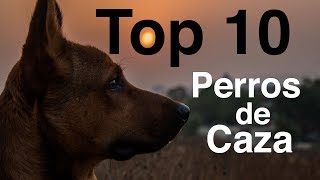 Los 10 Mejores Perros de Caza [upl. by Hurty]