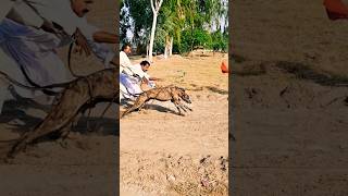 Dog Race  Pets dog trending viral shorts india [upl. by Blight]