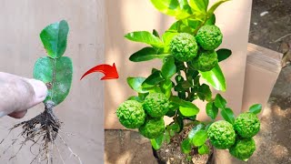 Unbelievable skills Growina a grow Kaffir limes tree from kaffir lime leaves in pots [upl. by Enicnarf]