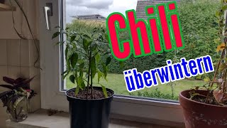 Chili überwintern Chilipflanzen richtig überwintern und nächstes Jahr Erntevorteil haben [upl. by Elleirda]