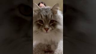 The most adorable interruption He stole the show💙😸 cat catlover funny viralvideo kitten pet [upl. by Artined]