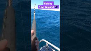 Fishing for New Zealand Seatrout  Kahawai in rough weather fishing fish oceanfishing [upl. by Yblocaj]