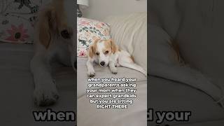 🥲how awkward puppy funnyanimal pets dogs funny cute cuteanimal baby family child bff [upl. by Byers]