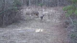 3006 Ackley Imp vs 3 Deer 201819 [upl. by How766]