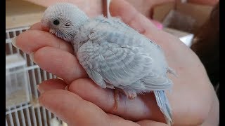 30 Minutes of Baby Budgies [upl. by Faro]