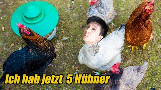 2 Wochen mit 5 CHICKS Eier für alle [upl. by Onateyac269]