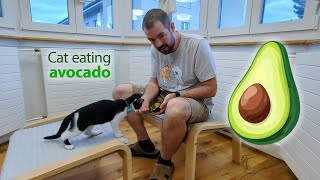 Oreo the cat eating AVOCADO oreothecat [upl. by Gunner58]