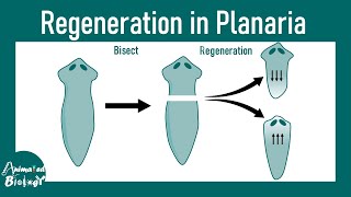 Regeneration in Planaria  Molecular mechanism of regeneration  Stem cell mediated regeneration [upl. by Carlisle71]