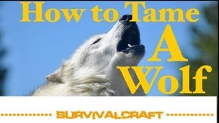 Survival Craft ep 9  How to Tame a Wolf [upl. by Searby]