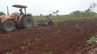 Nova Técnica para cortar Ramas de Mandiocas para Plantar [upl. by Anid]