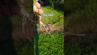 Tap Roots  shorts soil conservation [upl. by Raymund]