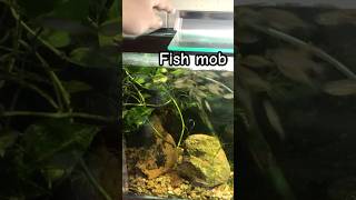 Baby giant danio minnows group up from hand movement Mob fish aquarium fish feedingfrenzy [upl. by Lamok815]