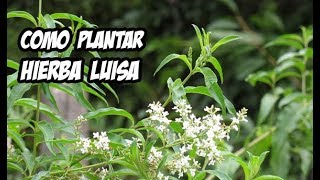 Como Plantar Hierba Luisa o Cedron  La Huerta de Ivan [upl. by Eesyak840]