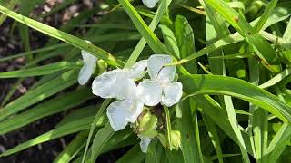 Tradescantia Virginiana Virginia Spiderwort color Varieties 16 [upl. by Gunn785]