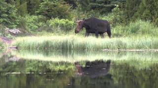 The Wolves and Moose of Isle Royale [upl. by Najtsirk]