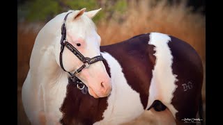 P247 Los grandes caballos y yeguas de Mezcal Quarter Horses [upl. by Adleme]