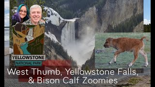 West Thumb Yellowstone Falls amp Bison Calf quotZoomiesquot in Yellowstone National Park [upl. by Swithbert832]