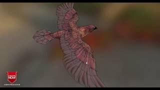 Realistic BirdModel 3D [upl. by Yemrej]