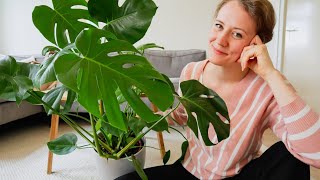 Monstera Stekken en Verzorgen  Pelable [upl. by Aspia]