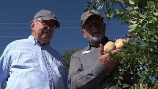 Yellowhorn  A Viable Crop for New Mexico [upl. by Tammi]