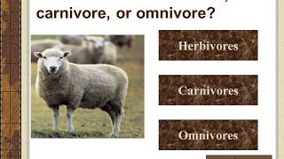 Carnivore  Herbivore  Omnivore [upl. by Nevlin475]