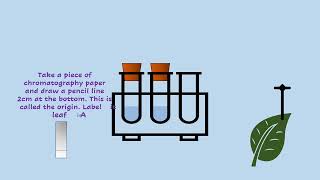 AQA A LEVEL BIOLOGY  REQUIRED PRACTICAL 7 CHROMATOGRAPHY [upl. by Sirron]