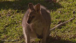 Rednecked Wallabies Macropus rufogriseus banksianus [upl. by Diao220]