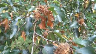 Fagus sylvatica var Interrupta Purpurea buk lesní [upl. by Roz]