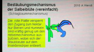 Bestäubung einer Salbeiblüte vereinfacht [upl. by Upton]