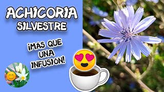 🌿Cómo cultivar y cosechar ACHICORIA ☕️ HOJAS y CAFÉ 🌱 Siembra y consumo Beneficiosa para la salud 😍 [upl. by Anil]