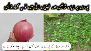 Best homemade organic fertilizer for plants  پودوں کی جلدی گروتھ کیلئے صحیح کھاد [upl. by Nagel941]