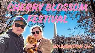 What To Expect At Washington DC Cherry Blossom Festival  DC [upl. by Aphra]