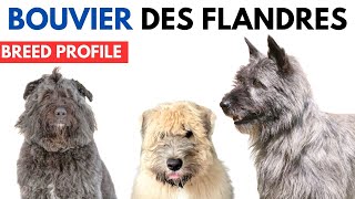 Bouviers des Flandre Breed Profile History  Price  Traits  Bouviers des Flandre Grooming Needs [upl. by Aiblis]