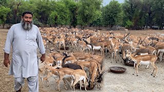 Pak Biggest Black Buck Deer Farm blackbucks wildlife salmankhan [upl. by Annauqahs]