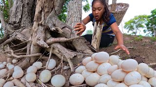 Beally Amazing Really Skilled farmer finds many duck eggs near tree trunk [upl. by Riesman]